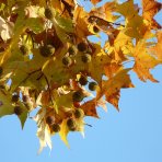 Platan javorolistý (Platanus x acerifolia) - výška 160-180 cm, kont. C10L